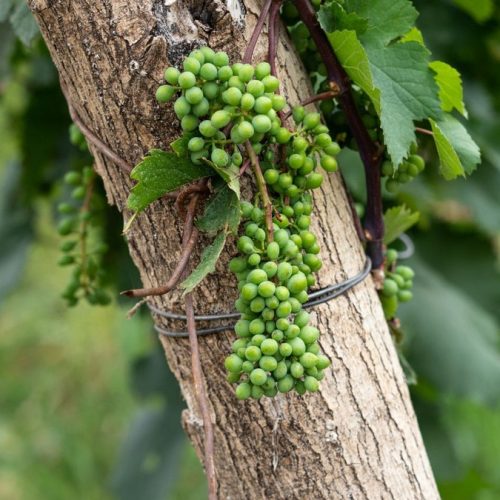 Private Transfer from Kutaisi to the Kakheti Wine Region